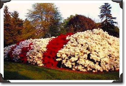 Mass of azalea bushes beautifies grounds Mass of azalea bushes beautifies grounds