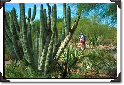 Visitors at Desert Botanical Gardens, Phoenix, Arizona Visitors at Desert Botanical Gardens, Phoenix, Arizona