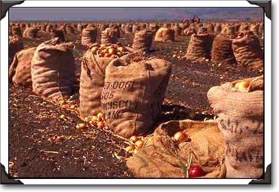 Onion sacks, Hollister, California Onion sacks, Hollister, California