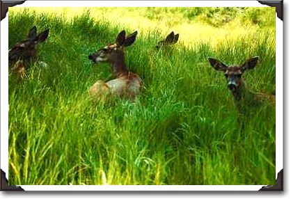 Lazy deer grazing, Yosemite National Park, California Lazy deer grazing, Yosemite National Park, California