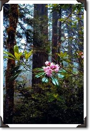Western rhododendrons, Lady Bird Johnson Grove, California Western rhododendrons, Lady Bird Johnson Grove, California