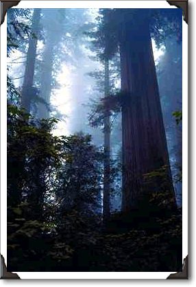 Coastal redwoods, Lady Bird Johnson Grove, California Coastal redwoods, Lady Bird Johnson Grove, California
