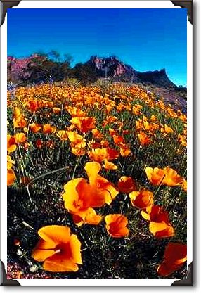 Poppies, Organ Pipe Cactus National Monument, Arizona Poppies, Organ Pipe Cactus National Monument, Arizona