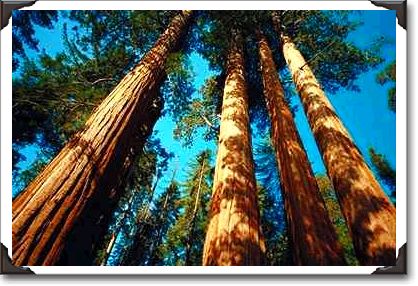 Four tall sequoias, Sequoia National Park, California Four tall sequoias, Sequoia National Park, California