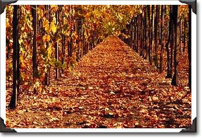 Autumn vineyard, California Autumn vineyard, California