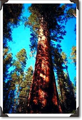 Sequoia National Park, California Sequoia National Park, California
