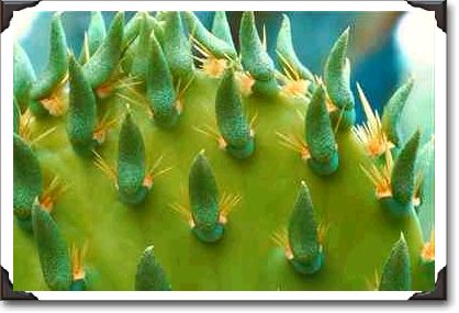 Prickly pear cactus, Saguaro, New Mexico Prickly pear cactus, Saguaro, New Mexico