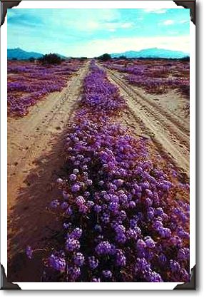 Sand verbena and sand road, Yuman Country, Arizona Sand verbena and sand road, Yuman Country, Arizona