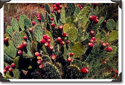 Fruited prickly pear cactus, Sonoran Desert, Arizona Fruited prickly pear cactus, Sonoran Desert, Arizona