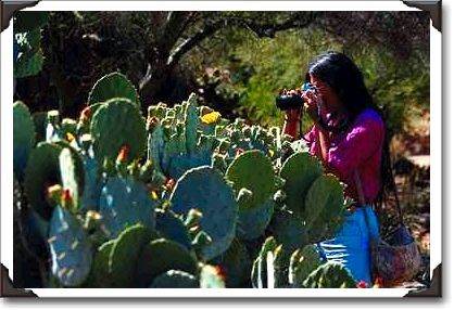 Visitor shoots cactus pictures, Arizona Visitor shoots cactus pictures, Arizona