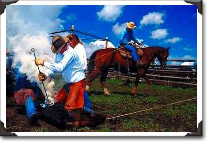 Branding a calf Branding a calf