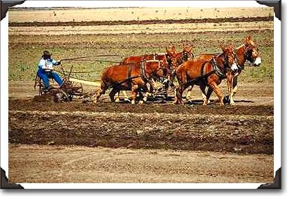 Mule plowing demonstration, Red Top Farm, California Mule plowing demonstration, Red Top Farm, California