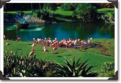 Lush flora and wildlife garden, Dade County Lush flora and wildlife garden, Dade County