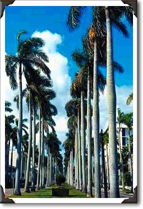 Royal Palm Way Royal Palm Way