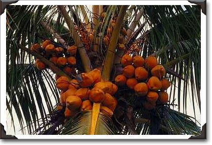 Coconut palm Coconut palm