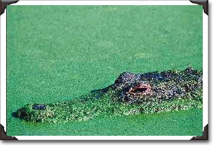 Alligator in disguise, Florida Everglades Alligator in disguise, Florida Everglades