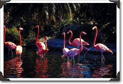 Caribbean flamingos, Miami Zoo Caribbean flamingos, Miami Zoo