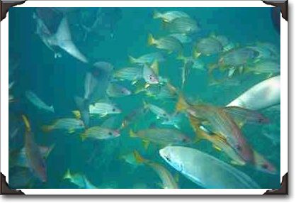 Blue stripe snappers, Hanhonolua Bay, Maui Blue stripe snappers, Hanhonolua Bay, Maui