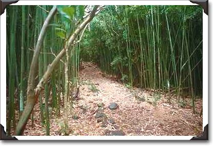 Bamboo forest at Wailua Falls, Maui Bamboo forest at Wailua Falls, Maui