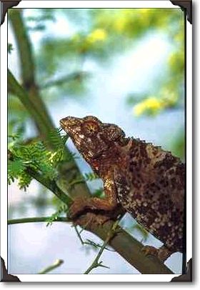 Jackson chameleon Jackson chameleon