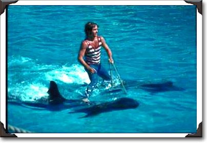 Dolphin rider at Sea Life Park, Oahu Dolphin rider at Sea Life Park, Oahu