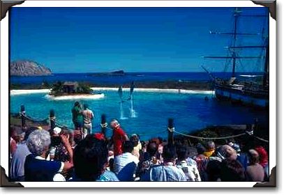Dolphin show at Sea Life Park, Oahu Dolphin show at Sea Life Park, Oahu