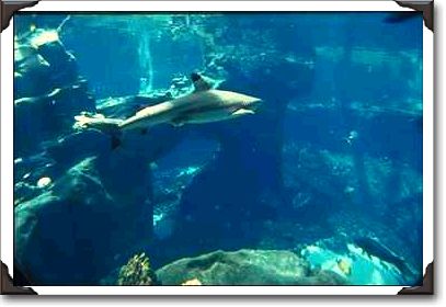 Shark at Sea Life Park, Honolulu Shark at Sea Life Park, Honolulu