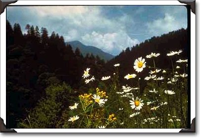 Flowers at the top, Adirondack National Park, New York Flowers at the top, Adirondack National Park, New York