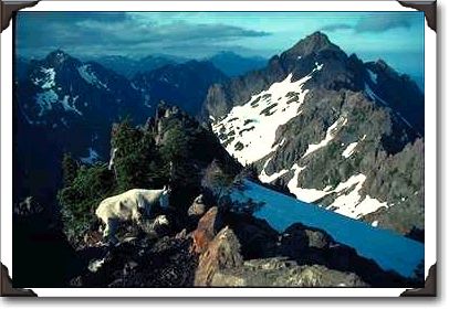 Mount Eleanor with goat, Olympic National Park Mount Eleanor with goat, Olympic National Park