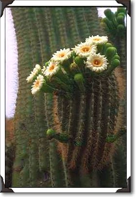 Flower of the saguaro Flower of the saguaro