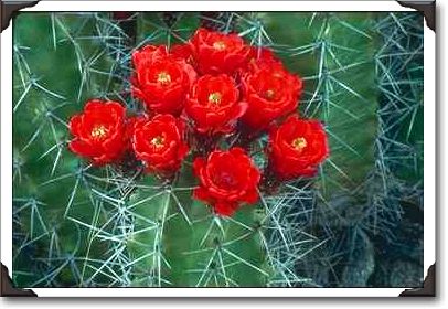 Flower of claret cup cactus Flower of claret cup cactus