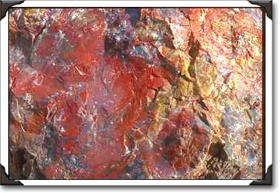 Close-up of petrified wood Close-up of petrified wood