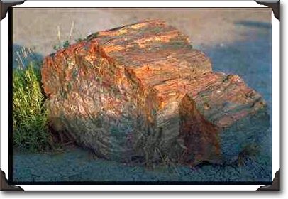 Petrified logs at Petrified Forest National Park Petrified logs at Petrified Forest National Park