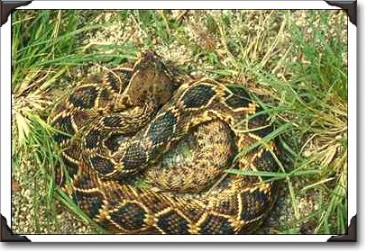 Diamondback rattlesnake Diamondback rattlesnake
