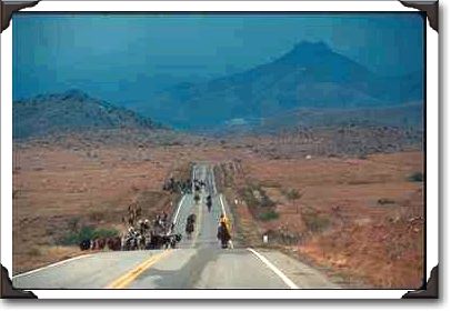 Cattle and cowboys moving south on AZ 186 Cattle and cowboys moving south on AZ 186