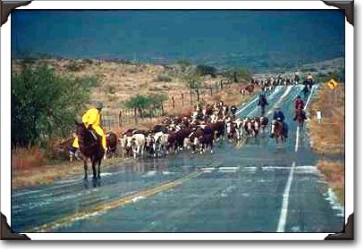 Cowboys on cattle drive near Wilcox Cowboys on cattle drive near Wilcox