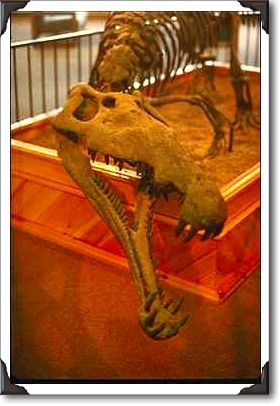 Dinosaur fossil, Petrified Forest National Park Dinosaur fossil, Petrified Forest National Park