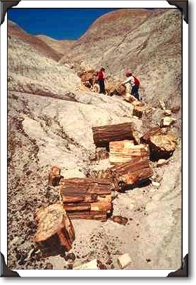 Petrified wood, Petrified Forest National Park Petrified wood, Petrified Forest National Park
