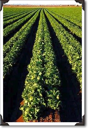 Lettuce fields near Mohawk Lettuce fields near Mohawk