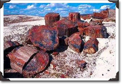 Crystal Forest, Petrified Forest National Park Crystal Forest, Petrified Forest National Park