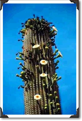 Flower and fruited saguaro cactus, Sonoran Desert Flower and fruited saguaro cactus, Sonoran Desert