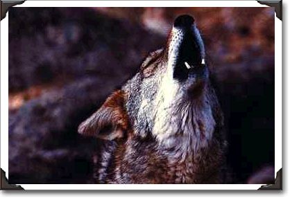 Coyote howling, Sonoran Desert Coyote howling, Sonoran Desert