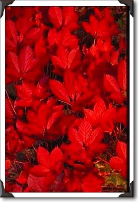 Autumn landscape, New England Autumn landscape, New England