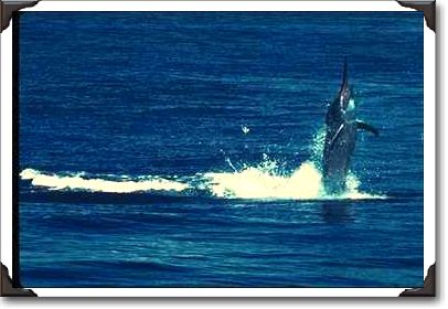 Hooked Pacific blue marlin, Hawaii Hooked Pacific blue marlin, Hawaii