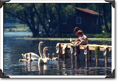 Feeding swans, upstate New York Feeding swans, upstate New York
