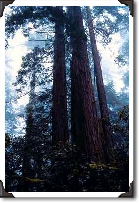Coastal Redwoods, Lady Bird Johnson Grove, California Coastal Redwoods, Lady Bird Johnson Grove, California