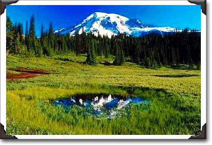 Tiny meadow puddle reflects Mount Rainier, Washington Tiny meadow puddle reflects Mount Rainier, Washington