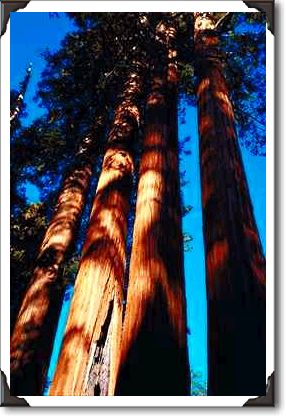 Four sequoias, Sequoia National Park, California Four sequoias, Sequoia National Park, California