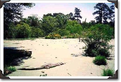 Bayou (swamp), Louisiana Bayou (swamp), Louisiana