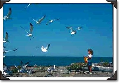 Little boy feeding seagulls along Lake Erie, New York Little boy feeding seagulls along Lake Erie, New York